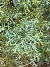 Image result for Cupressus arizonica