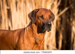 Standard, bronze, silver, gold, and platinum. Rhodesian Ridgeback Male Portrait Stock Photo Edit Now 770501875