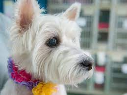 The training techniques in this video are being potty training a westie can be very time consuming and extremely frustrating. New York Ny Westie West Highland White Terrier Meet Mia A Pet For Adoption