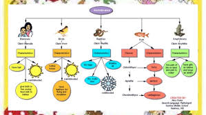 2nd Qtr 9 Characteristics Of Vertebrates And Invertebrates