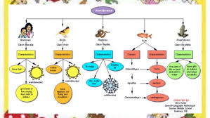 2nd qtr 9 characteristics of vertebrates and invertebrates