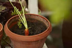 You're going to want to taste a leaf before you commit to growing any sort of mint. Easy Vegetables To Grow Indoors