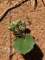 Image result for Eriospermum