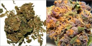 Solid middle shelf genetics showcase purple tinge, moderate flavor profiles, and sugary trichomes. The Difference Between Low Mid And High Quality Cannabis