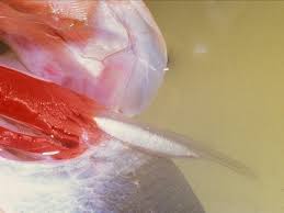 Image result for Vandellia