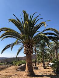 Palm tree nursery san diego. Gregory Palm Farms California Premiere Palm Trees Grower Offers Palm Trees Direct To Homeowners Come And Save Gregory Palm Farms 714 814 8525 Or 760 975 4605