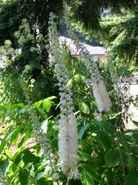 Should you take black cohosh with food? Black Cohosh Benefits The Menstrual Cycle Pain And Uterine Health Natural Fertility Info Com Natural Fertility Info Com