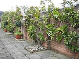 A Wall Trained Magnolia Grandiflora Garten Landschaftsbau Gartenpflege Garten