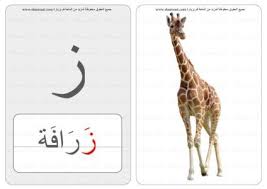 حرف منفصل كلمة صورة بطاقات الحروف والحيوانات 4 7 animals giraffe