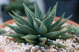 Image result for Haworthia limifolia