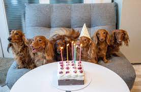 Nehmen sie den jubilar bzw. 11 Ideen Wie Du Auch In Corona Zeiten Einen Schonen Geburtstag Hast Mit Vergnugen Berlin