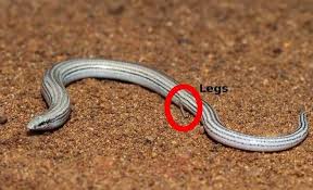 Never seen something like this, can someone explain?. Scooper Undefined News Why Snakes Might Have Had Legs Biblical Evidence That Shows The Snake Had Legs