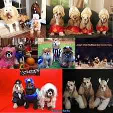 100 Halloween Costume Ideas For Dogs Dog Halloween Costumes Dog Halloween Costumes Diy Puppy Halloween Costumes