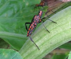 Image result for Lepidagathis scariosa