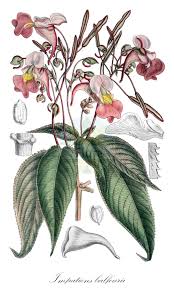 Image result for Balsaminaceae