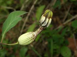 Image result for Ceropegia circinata