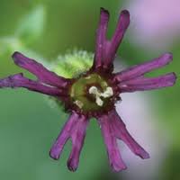 Image result for Silene kiwuensis