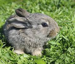 What Should You Do If You Find A Baby Bunny Nest