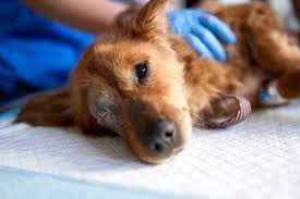 What Do I Do When My Dog Gets Bit By A Rat Cuteness