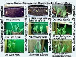 Maybe you would like to learn more about one of these? Planting Tulips In Greenhouse