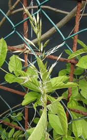 Image result for Sericostachys