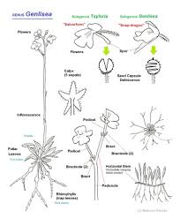 Image result for Genlisea africana