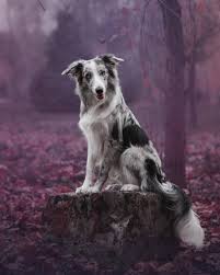 Maybe you would like to learn more about one of these? Is The Blue Merle Border Collie Right For You Bordercolliehealth