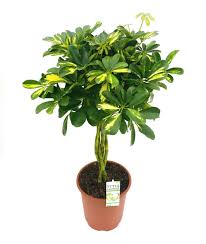 The cultivar gold capella has gained the royal horticultural society's award of garden merit. Schefflera Arboricola Gold Capella P21 Cm H70 90 Cm Plant Wholesale Floraccess