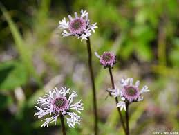 Tall Barbara S Buttons Marshallia Legrandii Rare Plants Native Plants Plants