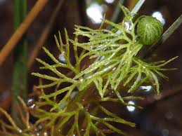 Image result for Utricularia
