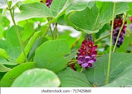 Image result for Pueraria