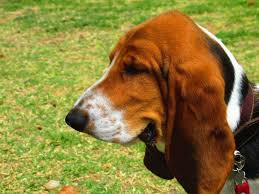 Fortunately, it's easy to clean your dog's ears at home. How Often Should I Clean My Dog S Ears Dog Training Me