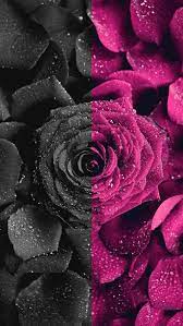 Dark Pink Rose Floral Wallpaper Iphone Trippy Iphone Wallpaper Pretty Wallpaper Iphone