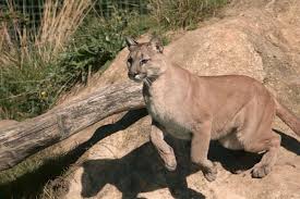 Feb 07, 2021 · our offices are for administrative purposes only, no visitors will be accepted without an appointment. Encounters Between Humans And Mountain Lions Are On The Rise And Experts Tell Us Why Abc News