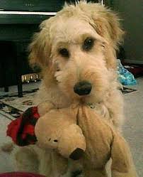 Deborah's Pet and House Sitting Service