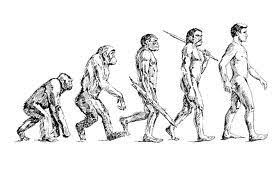 Introduction Of Human Evolution Human History
