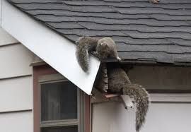 Its best to do this in daylight so you can see the to get rid of squirrels try sprinkling cayenne pepper or safflower seeds into your bird feeder mix which will stop squirrels from eating out of the feeders. Best Squirrel Repellents Updated In 2021