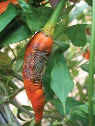 Chili anthracnose: Colletotrichum taxonomy and pathogenicity - Mongkolporn - 2018 - Plant Pathology - Wiley Online Library