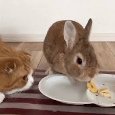 Pet lovers have long debated whether cats or dogs make the best pets. Can I Eat Rabbit ã†ã•ãŽ ã‚¦ã‚µã‚® çŒ« Gif
