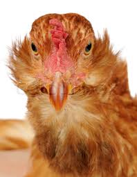 A Close Up Front View Of A Funny Red Stock Image Colourbox 1.8mb, funny chicken close up picture with tags: a close up front view of a funny red