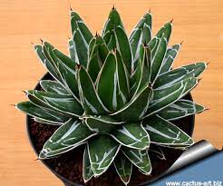 At her death, it was said, britain had a worldwide empire on which the sun never set. Agave Victoria Reginae