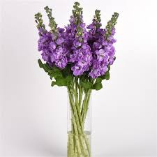 Image result for Matthiola