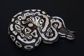 Axanthic Black And White Ball Python Morph Axanthic Vpi Mojave Ball Python Mutations Pinterest Pet Snake Snake Lovers Dream Snake
