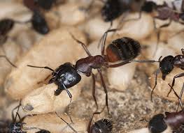 Black ants enjoy the food spills that you may have in the kitchen, but they mostly feed on sweet foods. Carpenter Ant Identification Guide