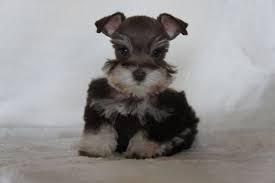 Toy Miniature Schnauzer Schnauzer Puppy Cute Animals Dog Breeds