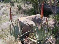 Image result for Pavetta gerstneri