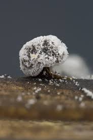 Image result for Melanospermum