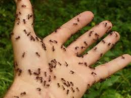 蟻の雨の日の活動について、蟻の巣が雨でも無事な理由とは！？ | 蟻研究所
