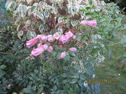 Image result for Podranea brycei