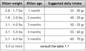 53 Veritable Domestic Shorthair Cat Weight Chart